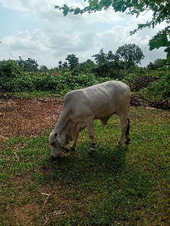 9723101780