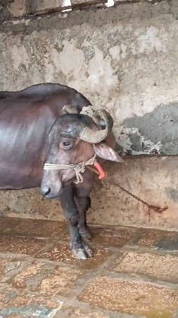 આ ભેંસ વેચવાની છે