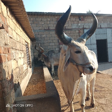 4 ધર માં. સે.