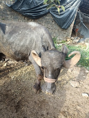 Bhesh vechvani se