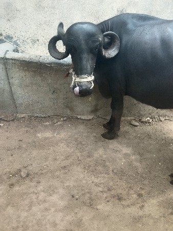 godalbhai Varotariya
