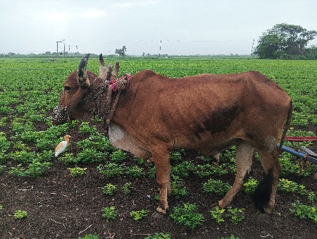 બળદ વેશવાનો છે