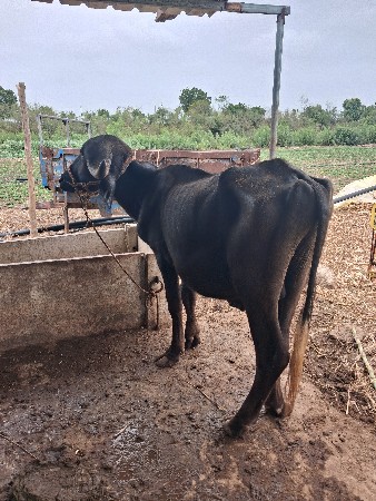 પાડો વેસવા નો સે