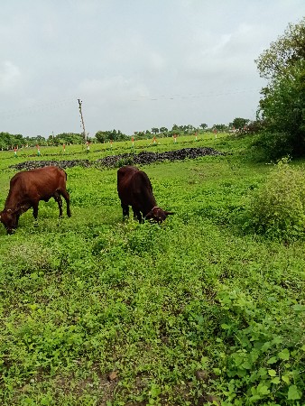 બે ગાય વેચવા ની છે