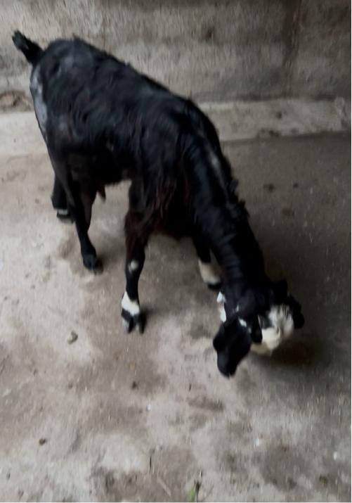 Bakri vech Vani che