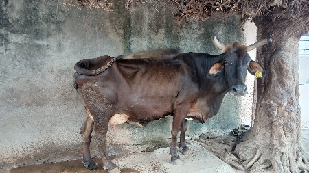 ગાય વેચવા ની છે