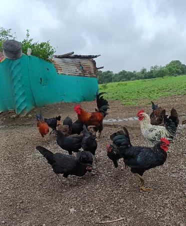 વેસવાના છે