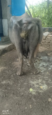 ભેંસ વેસવાની છે