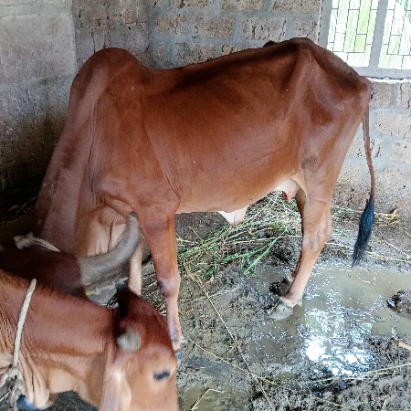 વેચવાની છે