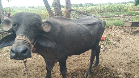 ખડેલિ વેચવાનિછે.