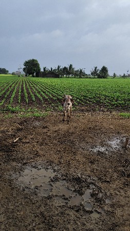 વેચવાની