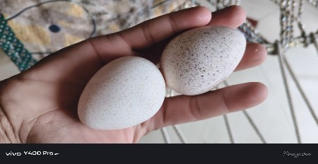 ટરકીનાઈડા