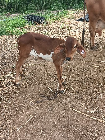 ગીર ક્રોસ ગાય વેચવાની છે
