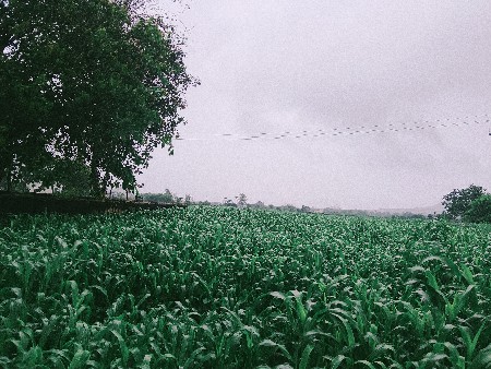 જુવાર ની 2.5 વિઘા ની વેચવાની છે