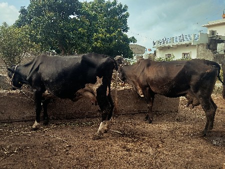 જર્સી ગાયૂ 2