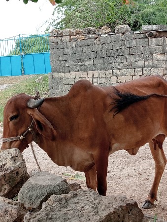ગાય