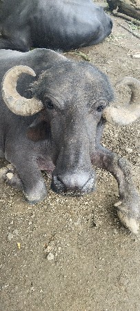 ભેંસ વેચવાની છે
