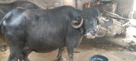 ભેંસ વેચવાની છે