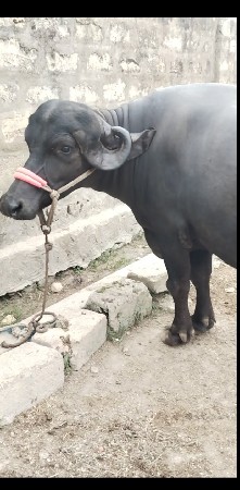 આ જાફરી ટોપલ ખડેલિ વેચવાની છે