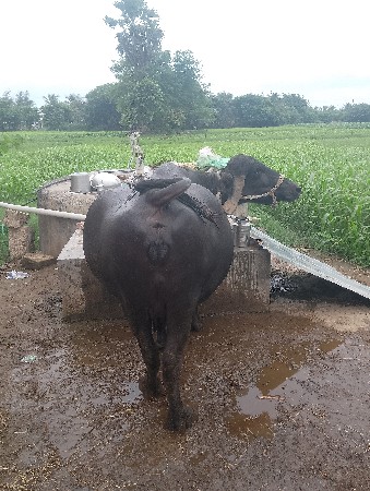 વેસવાની છે