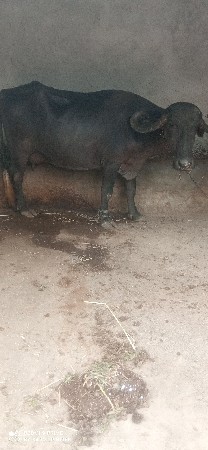 ભેંસ વેચવાની છે