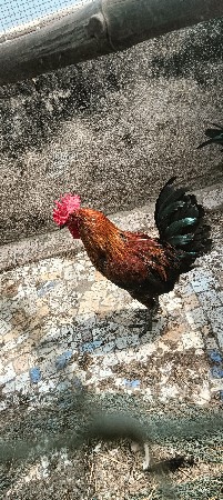સોનાલી દેશી મુરઘો વેચવાનું છે