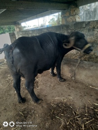 bhes vechvani
