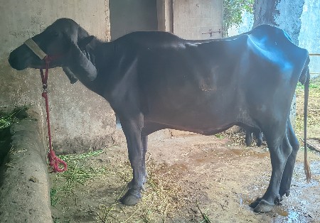 ભેંશ