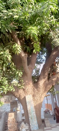 ખેતર વાડી વાવવા આપવાની છે