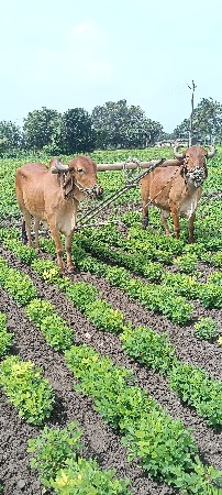 Desi baladh veshavana se