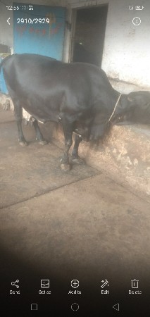 બે ગાય દેવાની છે