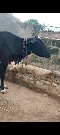 ગળકોટડી બાબરા અમરેલી