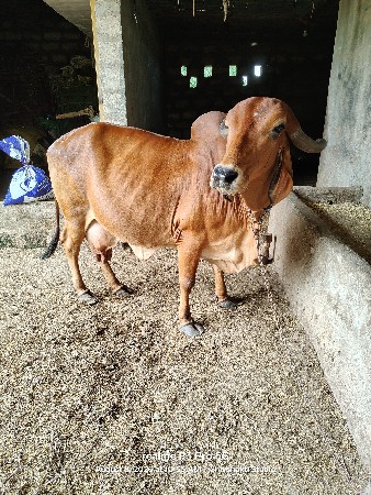 ગાય વેચવાની છે