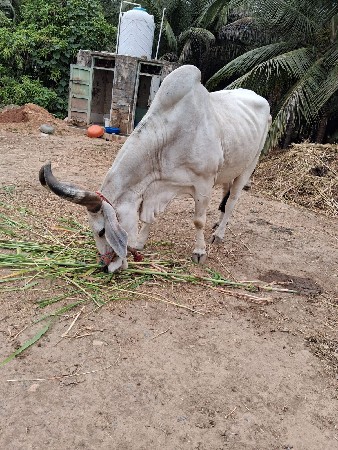 બળદ બેય બાજુ હાલે છે