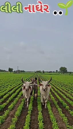 ગોઢલા વેચવાના છે