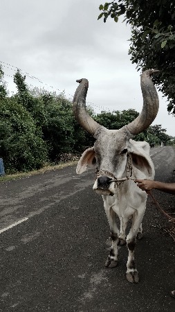 બળદ 6 ધર ના છે