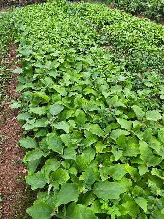 રીંગણી નો રોપ વેચવાનો છે.
