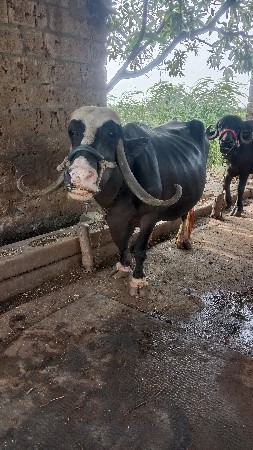 ભેંશ બેસવાની સે