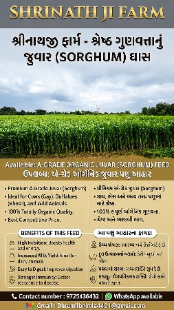 લીલી જાદી જુવાર, ૬ ફૂટ ઉંચી