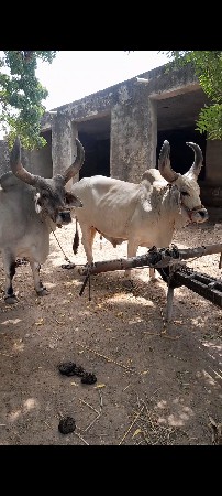 આ બળદ દેવા ના છે