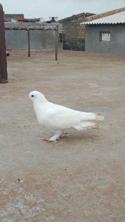 ઈડા બચા ની ગેરેટી