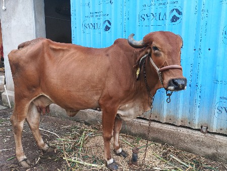 દેશી ગીર ગાય વેશવાની છે.