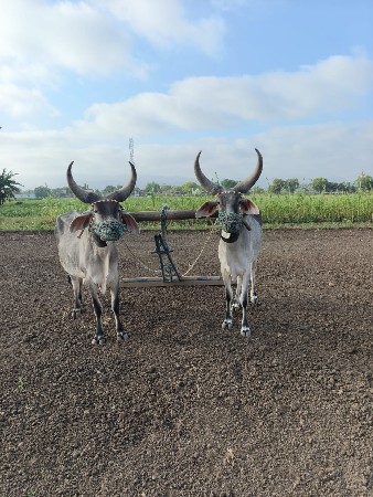 જામનગર જિલ્લો પાટણ