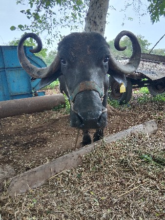 બે ભેંશ વેચવાની છે