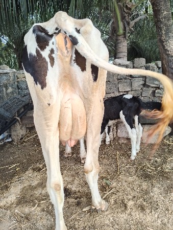 ગાય વેચવાની છે