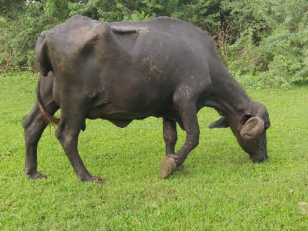 ચોથું.વેતર..ગાભહ.5.દીવચની.કાચી