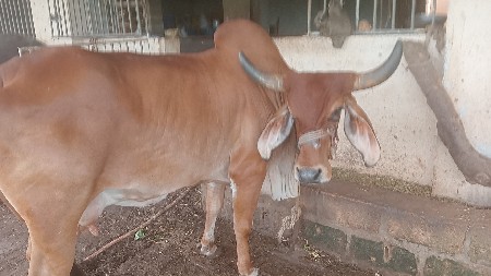 ગાય વેચવાની છે