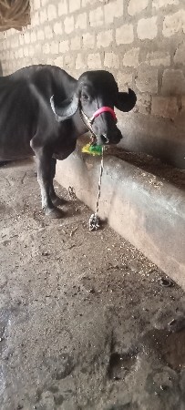 ભેંસ વેચવાની છે