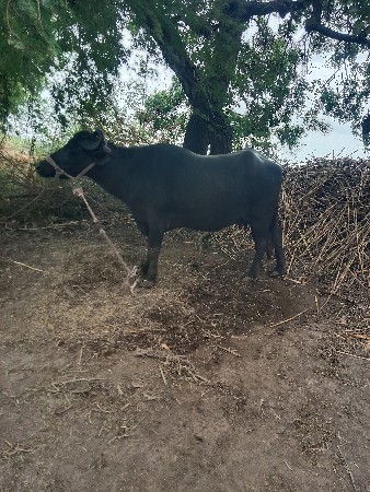 ભેંસ વેચવા ની છે