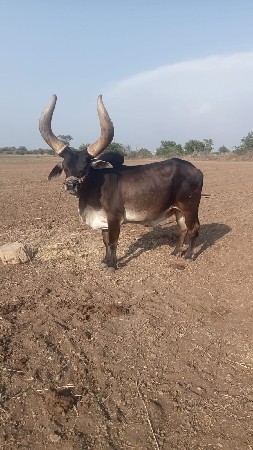 વેચવાનો છે  સાવ સોજો